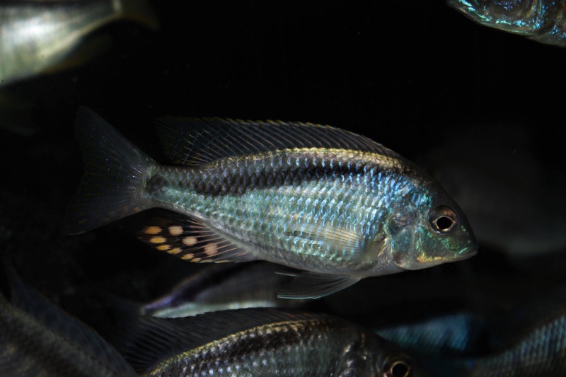 Mylochromis anaphyrmus 'Chitseko Reef'